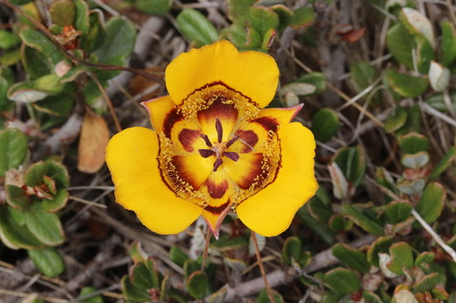 Calochortus clavatus — photo