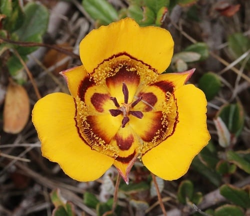 Calochortus clavatus — photo