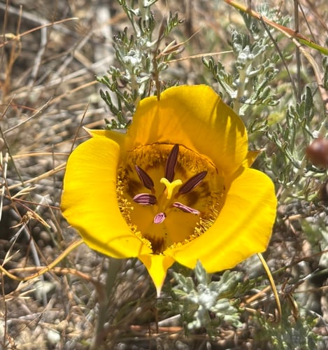 Calochortus clavatus