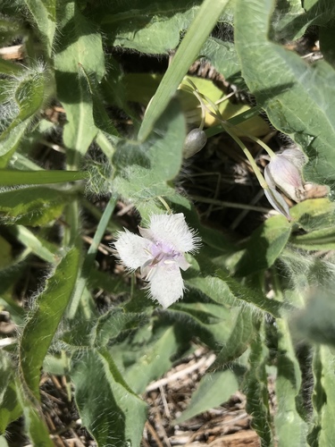 Calochortus coeruleus (Beavertail grass) — photo