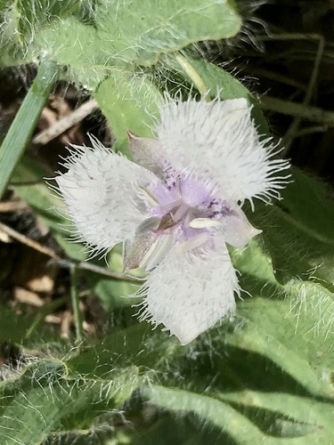 Calochortus coeruleus (Beavertail grass) — photo