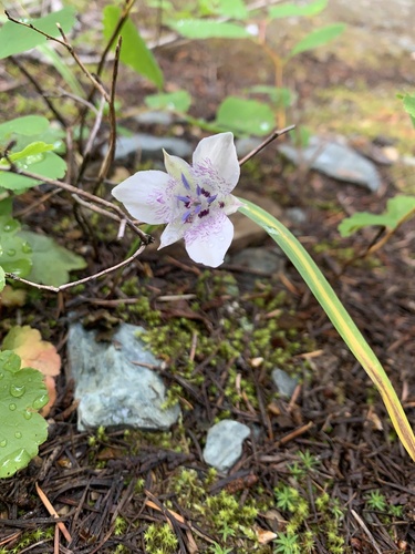 Calochortus elegans (Star tulip) — photo