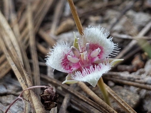 Calochortus elegans (Star tulip) — photo