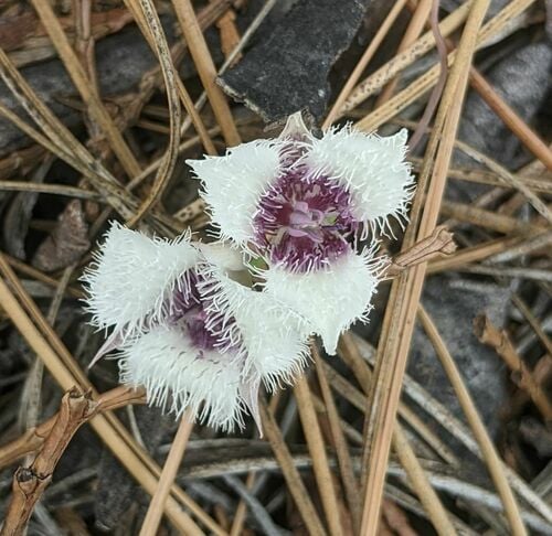 Calochortus elegans
