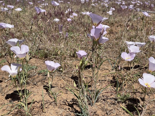 Calochortus flexuosus — photo