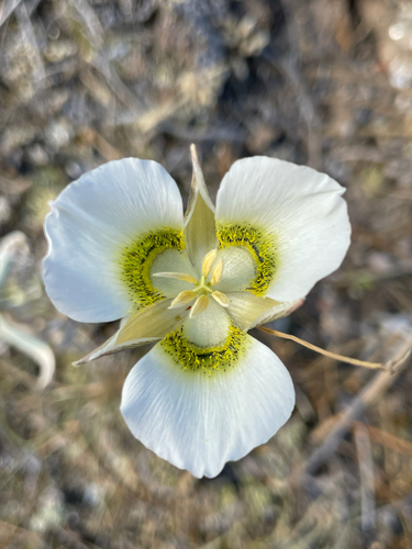 Calochortus gunnisonii (Mariposa lily) — photo