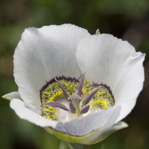 Calochortus gunnisonii (Mariposa lily) — photo