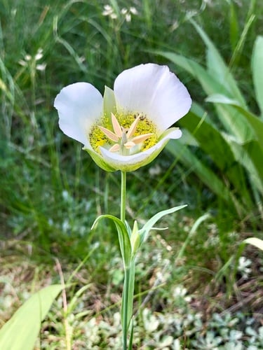 Calochortus gunnisonii