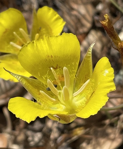 Calochortus luteus (Yellow mariposa) — photo