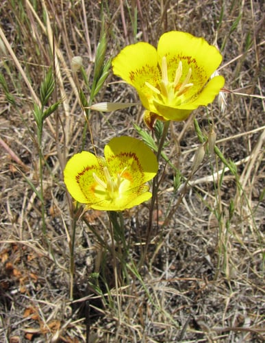 Calochortus luteus
