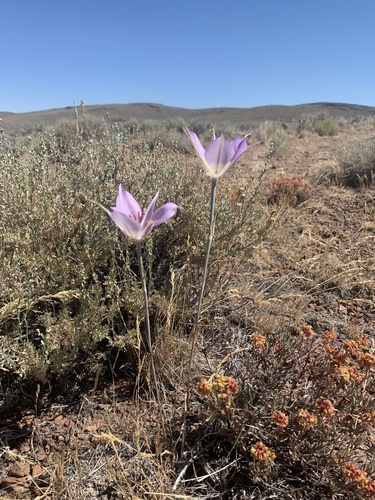 Calochortus macrocarpus (Sagebrush mariposa lily) — photo