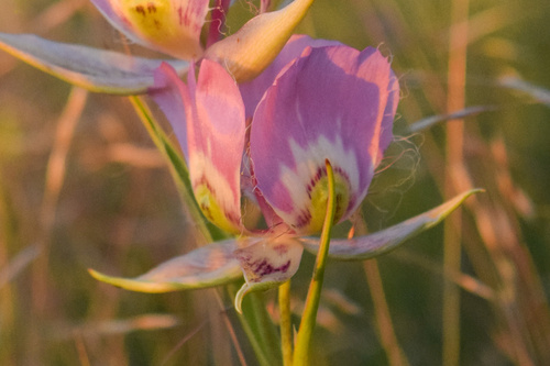 Calochortus nitidus — photo