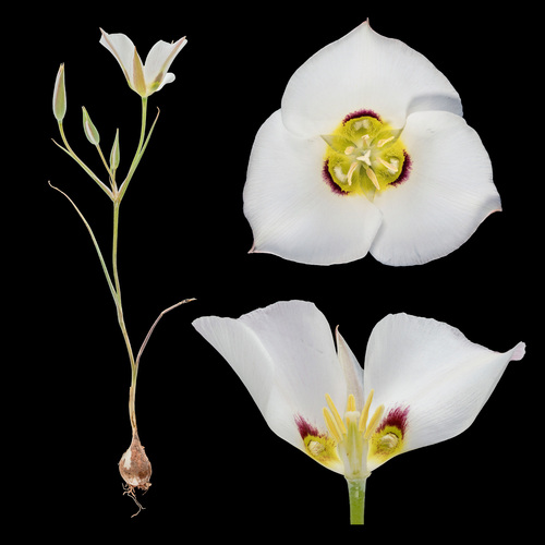 Calochortus nuttallii (Sego lily) — photo