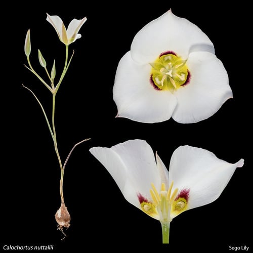 Calochortus nuttallii var. aureus