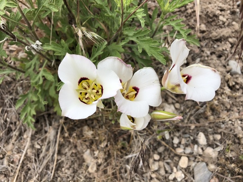 Calochortus nuttallii var. aureus (Mariposa lily) — photo