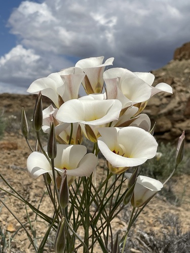 Calochortus nuttallii var. aureus (Mariposa lily) — photo