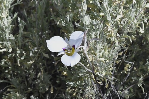 Calochortus nuttallii