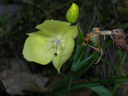 Calochortus pulchellus (Mount Diablo globelily) — photo