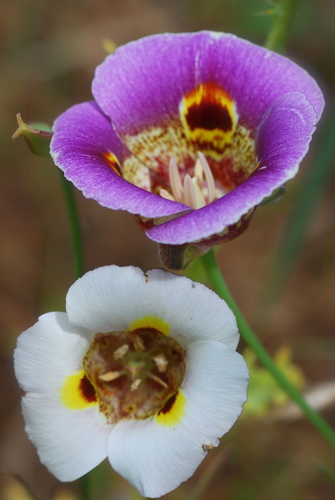 Calochortus superbus (Mariposa lily) — photo