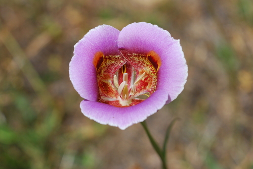 Calochortus superbus (Mariposa lily) — photo