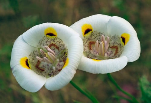 Calochortus superbus