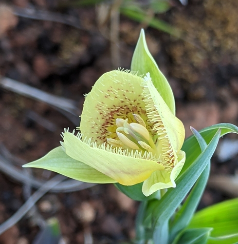 Calochortus tolmiei (Tolmie startulip) — photo
