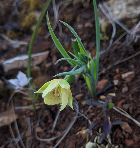 Calochortus tolmiei (Tolmie startulip) — photo