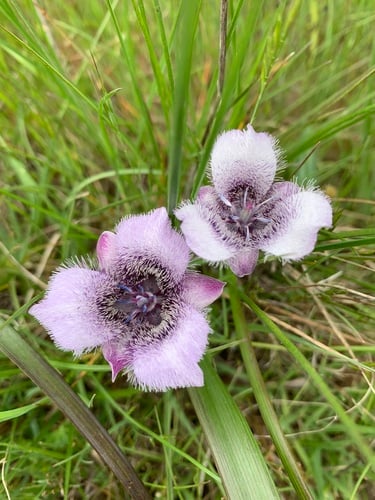 Calochortus tolmiei