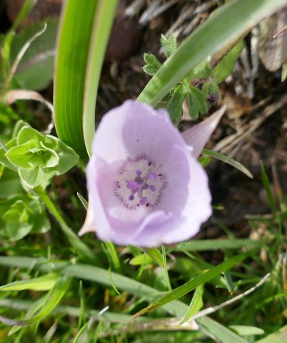 Calochortus uniflorus (Globe lily) — photo