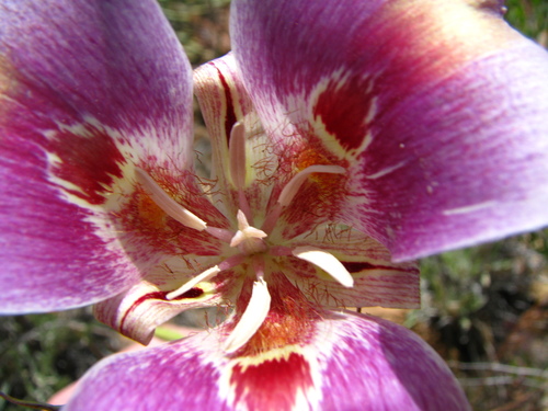 Calochortus venustus (Butterfly mariposa lily) — photo