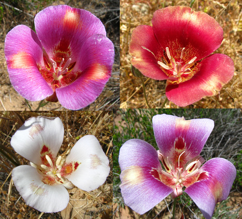 Calochortus venustus (Butterfly mariposa lily) — photo