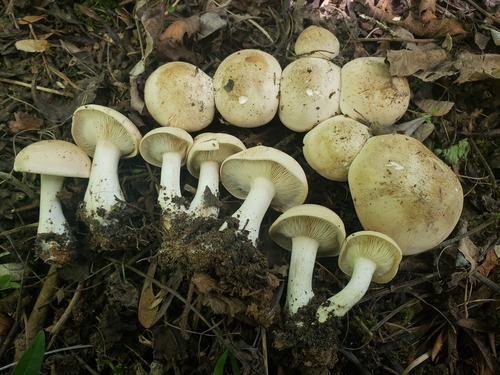 Calocybe gambosa (Prugnolo) — photo