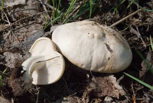 Calocybe gambosa (Prugnolo) — photo