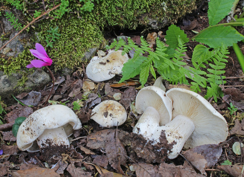 Calocybe gambosa