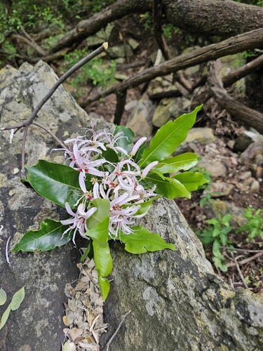 Calodendrum capense (Cape chestnut) — photo