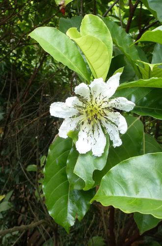 Caloncoba brevipes — photo