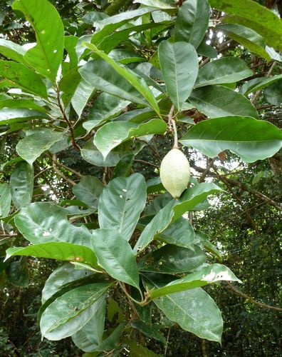 Caloncoba brevipes — photo