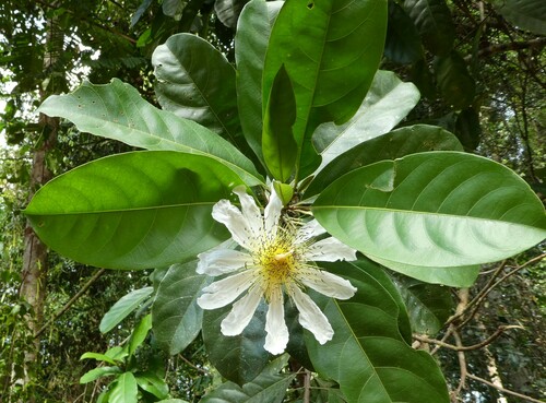 Caloncoba brevipes