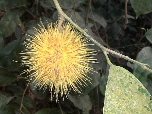 Caloncoba echinata (Gorli shrub) — photo