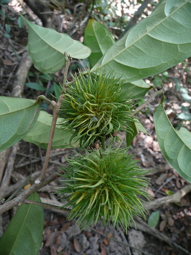Caloncoba echinata (Gorli shrub) — photo