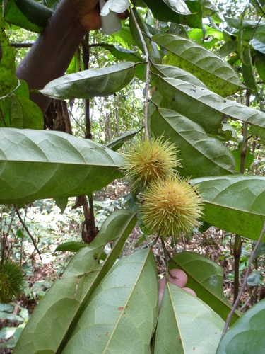 Caloncoba echinata