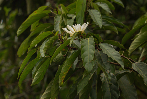 Caloncoba glauca (Otiosa) — photo