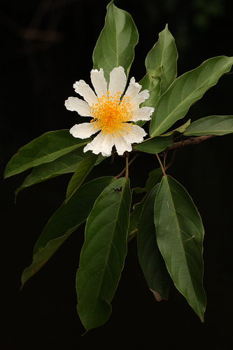 Caloncoba glauca