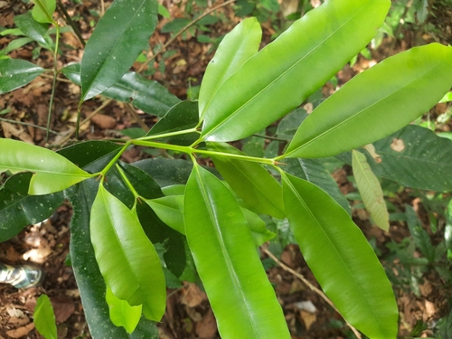 Calophyllum apetalum — photo