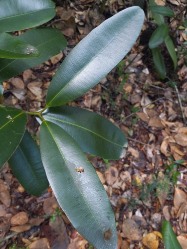 Calophyllum brasiliense (Brazil beauty leaf) — photo