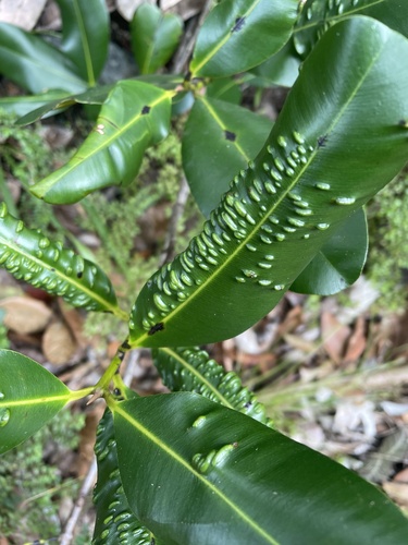Calophyllum brasiliense (Brazil beauty leaf) — photo