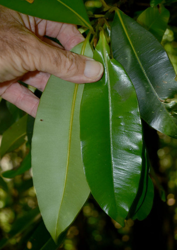 Calophyllum calaba — photo