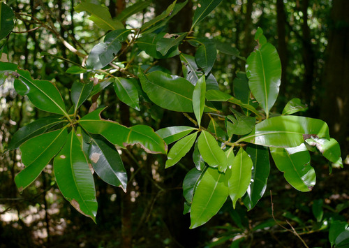 Calophyllum calaba — photo