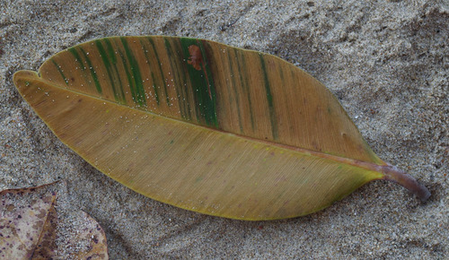 Calophyllum inophyllum (Beauty leaf) — photo