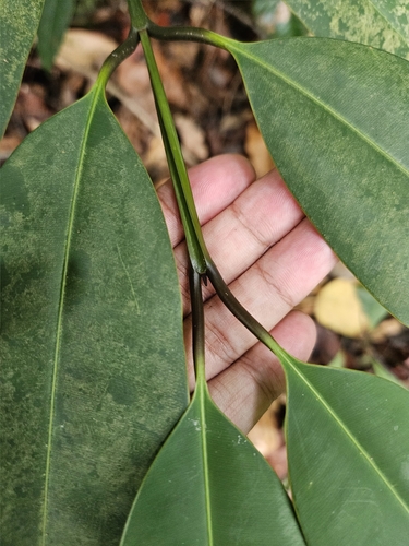 Calophyllum macrocarpum (Nicobar canoe tree) — photo